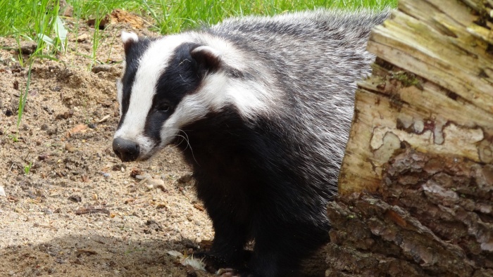 National Badger Day - Badger