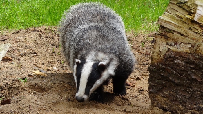 National Badger Day - Badger