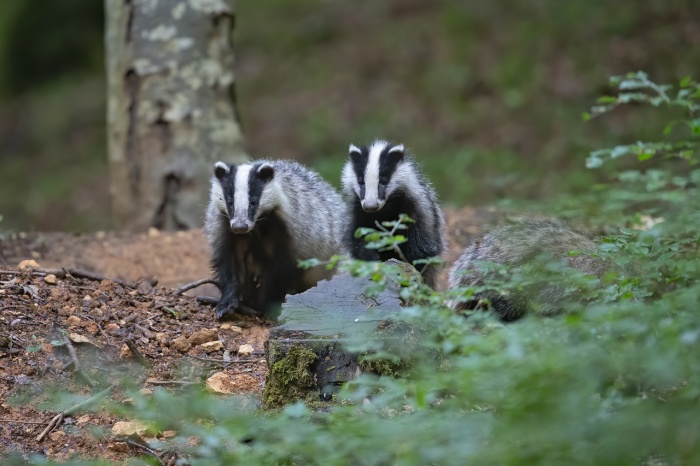 National Badger Day - Badger