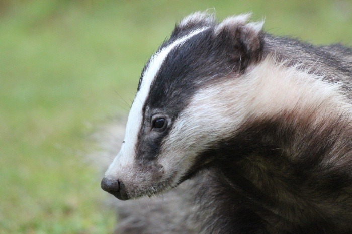 National Badger Day - Badger