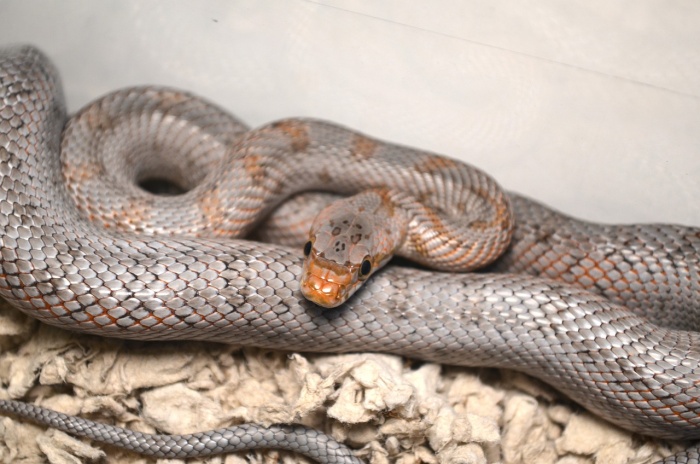 World Snake Day - Bairds Rat Snake