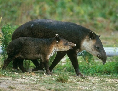 Baird's Tapir (Tapirus bairdii)