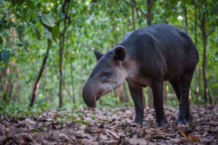 Baird's Tapir