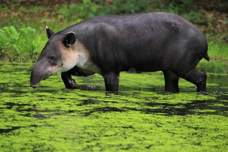 World Tapir Day - Baird's Tapir