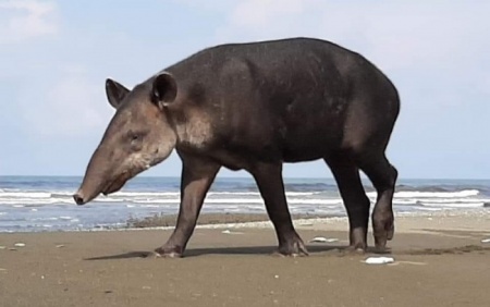 World Tapir Day - Baird's Tapir