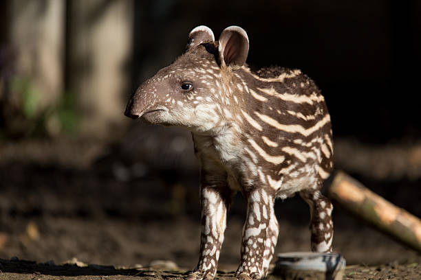 Baird's Tapir (Tapirus bairdii)