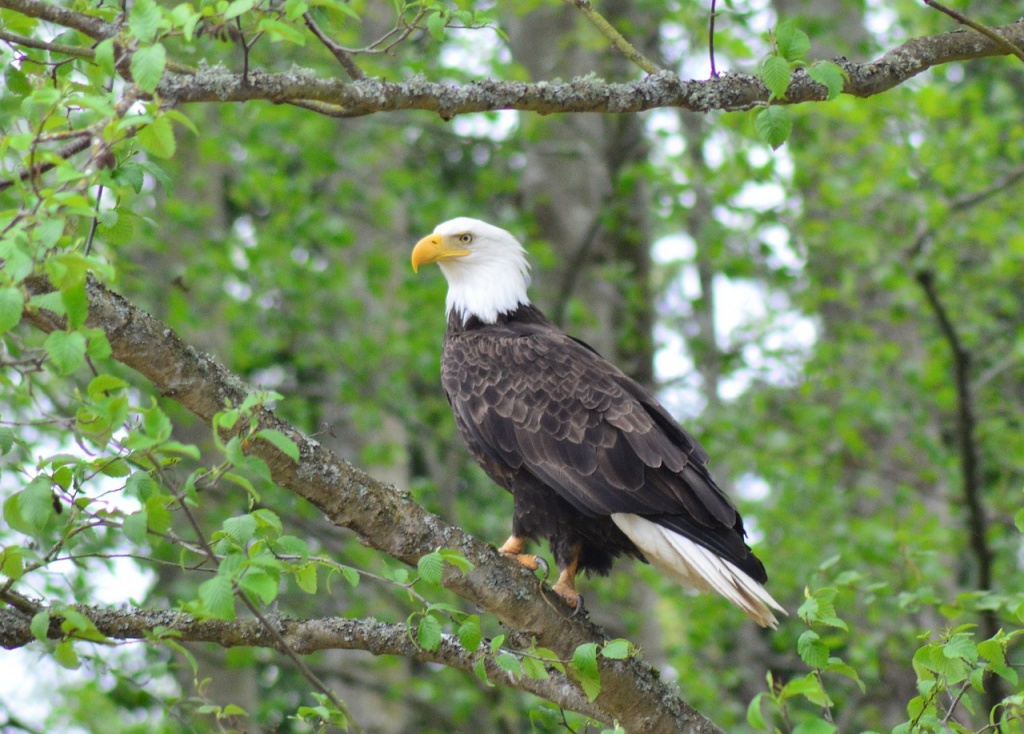 American Eagle Day - Bald Eagle