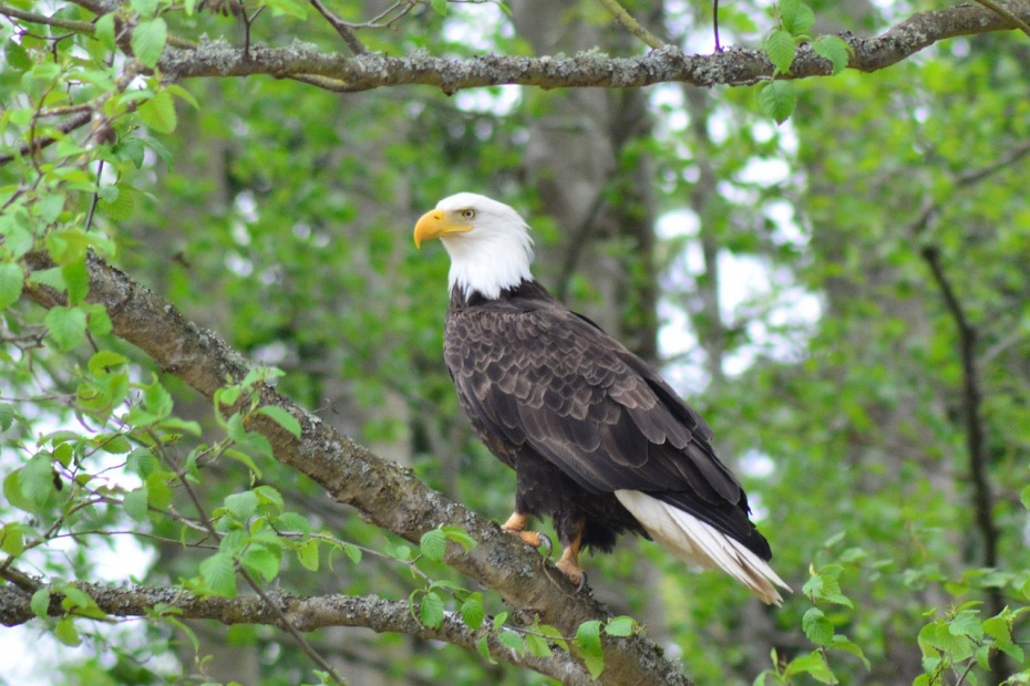 Bald Eagle