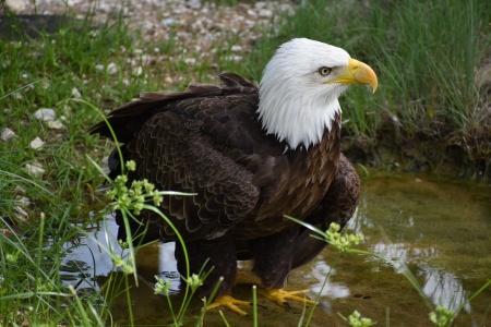 American Eagle Day - Bald Eagle