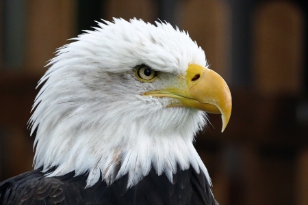 American Eagle Day - Bald Eagle