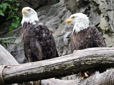 Save the Eagle Day - Bald Eagles