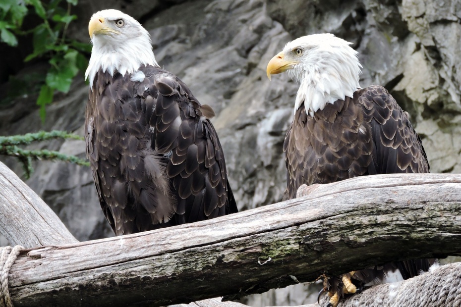 Bald Eagles