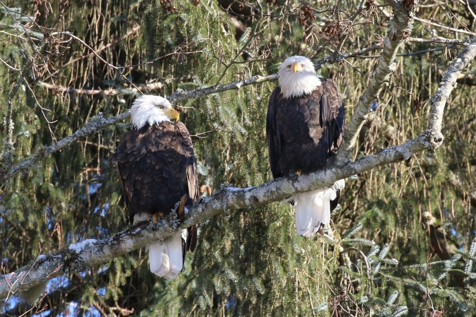 Bald Eagles