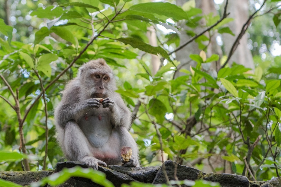 Balinese Long-tailed Macaque