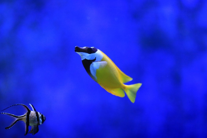 World Aquatic Animal Day - Banggai cardinalfish (Pterapogon kauderni) 
