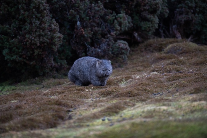World Wombat Day - Bare-nosed Wombat