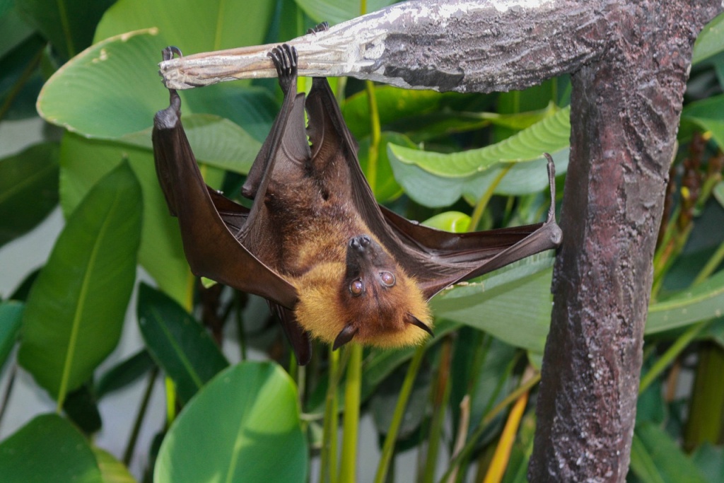 Bat Appreciation Day - Bat