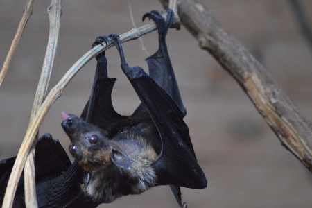 Bat Appreciation Day - Bat