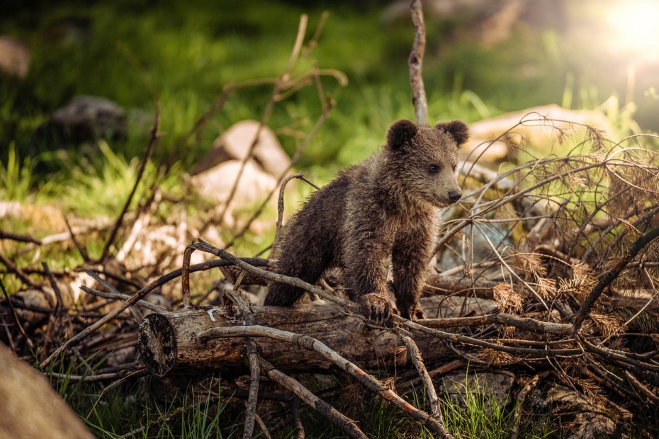 Young Bear