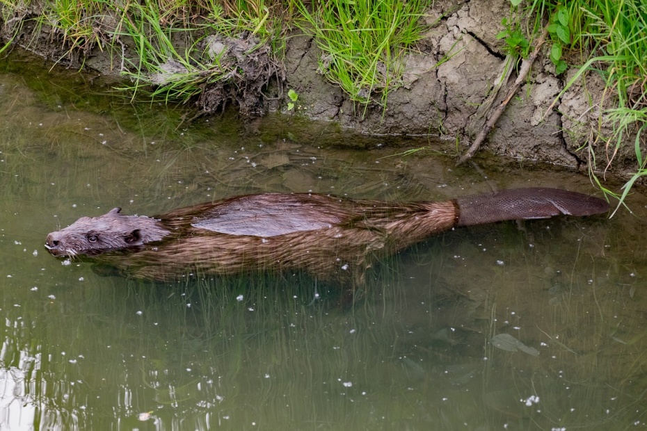 Beaver