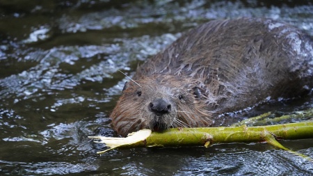 International Beaver Day - Beaver