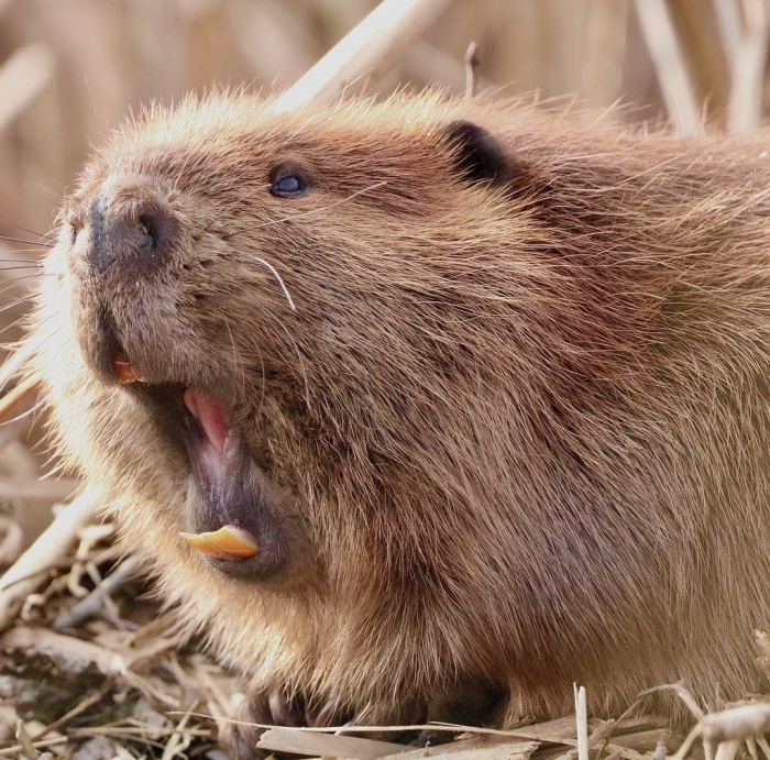 International Beaver Day - Beaver