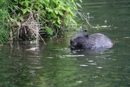 International Beaver Day - Beaver