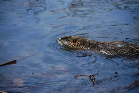 International Beaver Day - Beaver