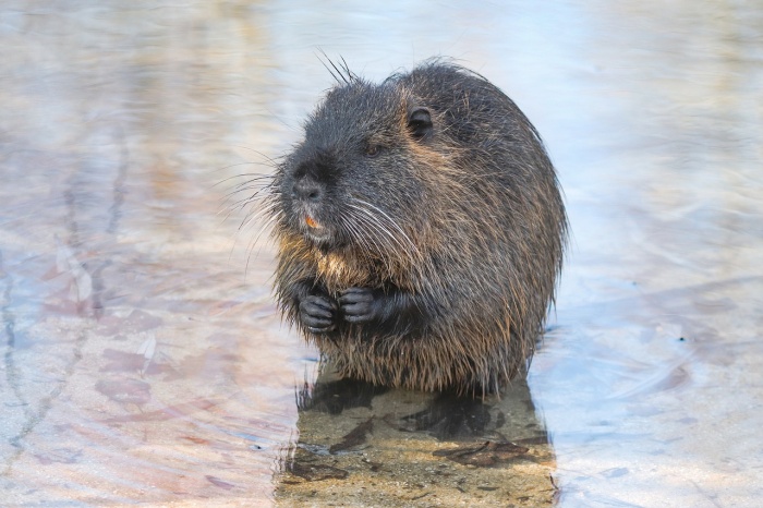World Nature Conservation Day - Beaver