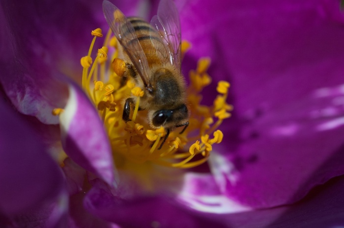 Don't Step on a BEE Day - Bee