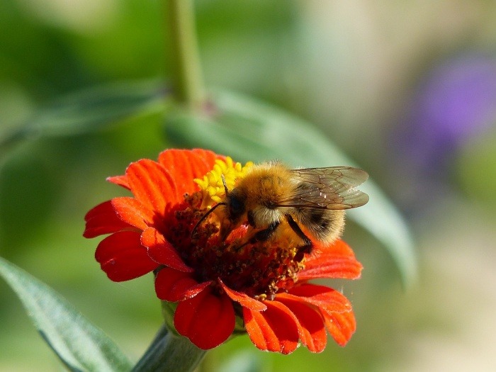 World Bee Day - Bee