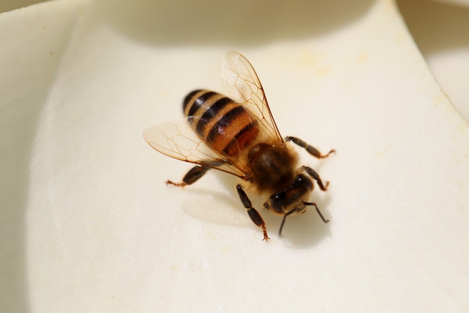 Bee