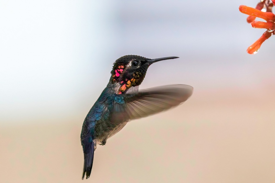 Bee Hummingbird