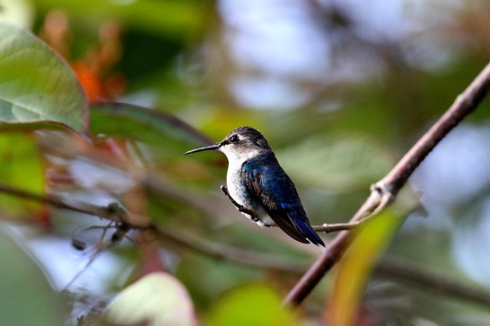 Bee Hummingbird from Cuba