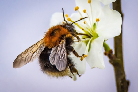 World Bee Day - Bee on Blossom