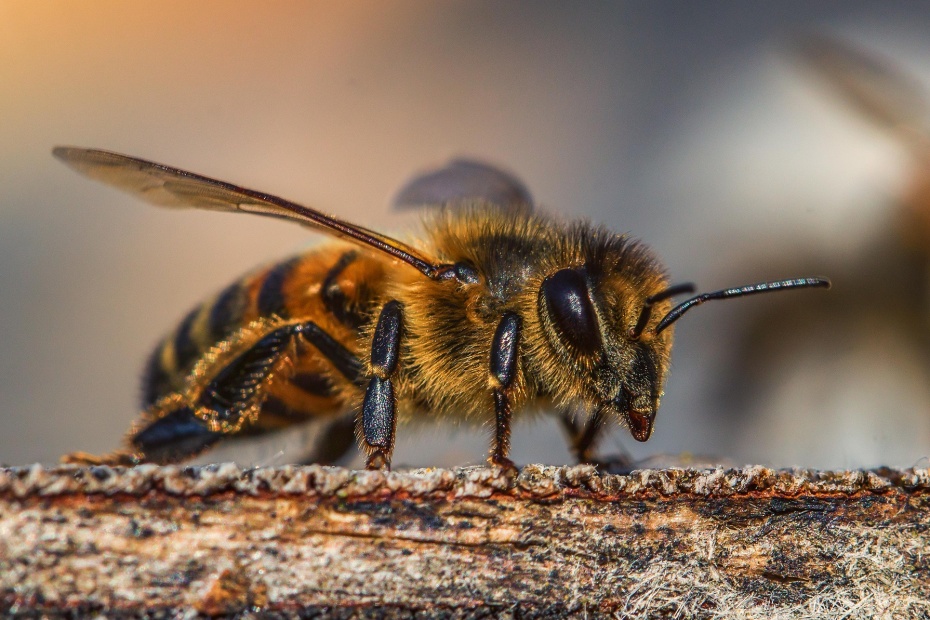 Bee