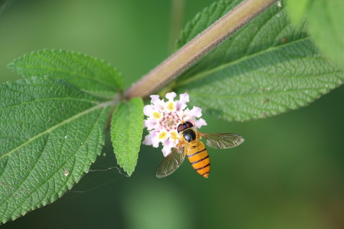 World Bee Day - Bee on Flower