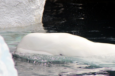 Arctic Sea Ice Day - Beluga Whale