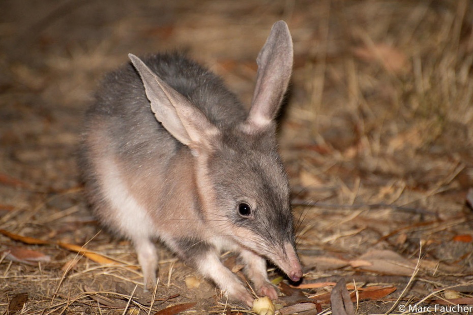 Bilby