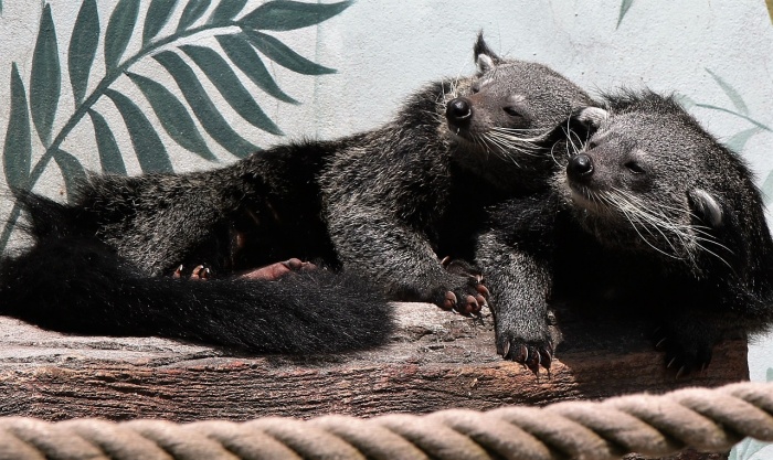 World Binturong Day