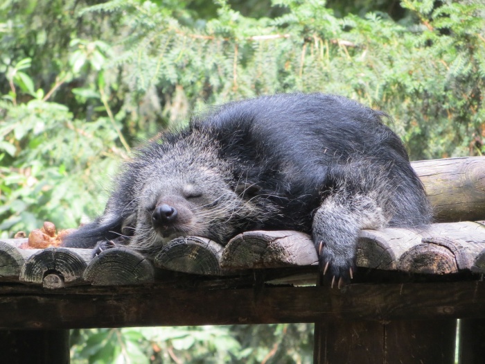 World Binturong Day - Binturong