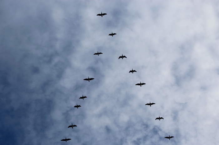 World Migratory Bird Day - Bird Migration
