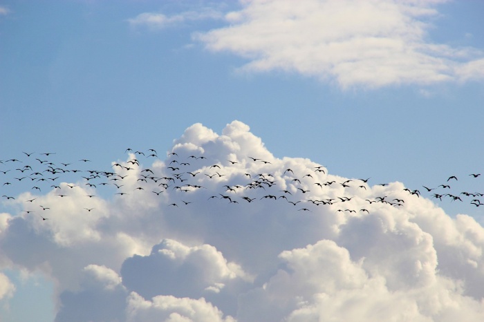 World Migratory Bird Day - Bird Migration