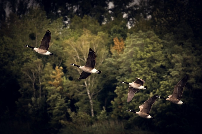 World Migratory Bird Day - Bird Migration - Canada Geese 