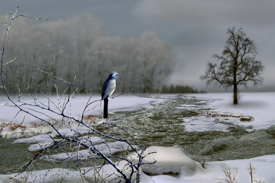 Bird along River in winter