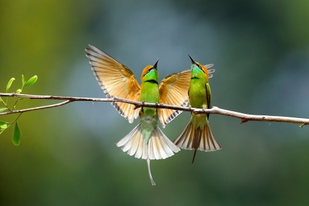 World Wildlife Day - Birds