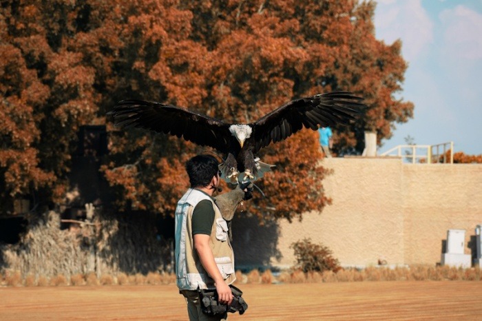 Bald Eagle At Dubai Safari Park