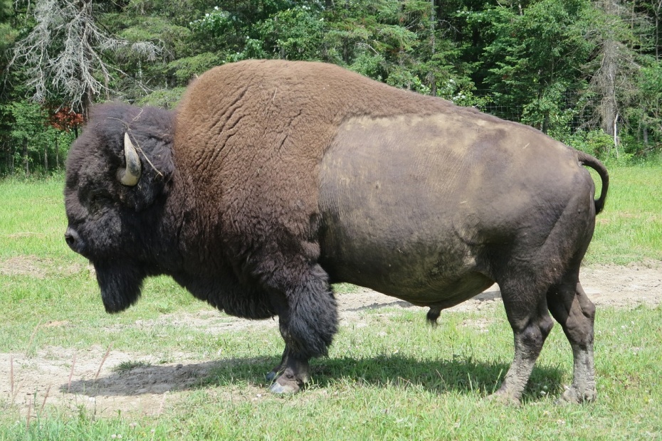 Buffalo