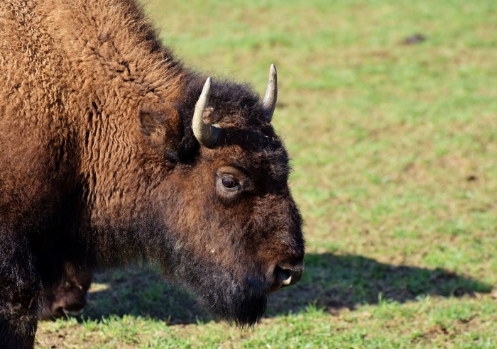 National Bison Month - Buffalo - Bison