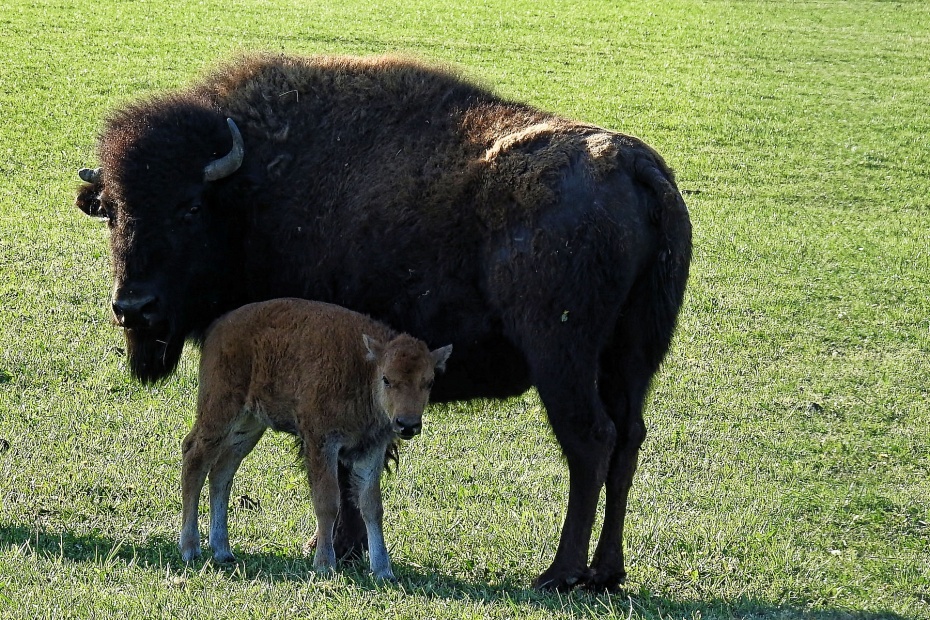 Bison